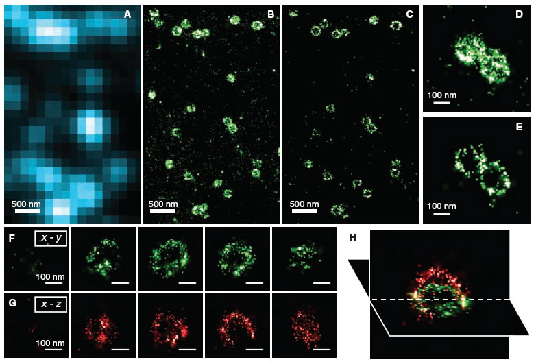 STORM 3D clathrin